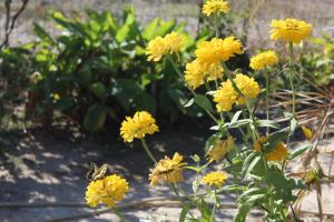 A garden outside Spiti tou Papa sto Vouno