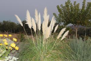 A garden outside Spiti tou Papa sto Vouno