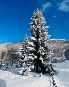 dois pinheiros cobertos de neve na neve em Appartamento Asampasà Happynest Sauze D'Oulx em Sauze dʼOulx