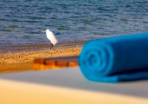 a white bird standing on a beach next to the water at Zen Resort Sahl Hasheesh by TBH Hotels in Hurghada
