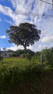 un arbre au milieu d'un champ dans l'établissement Hostel Meu Cantinho Caxambu Mg, à Caxambu