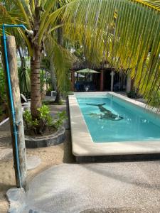 - une piscine bordée d'un palmier dans l'établissement Bungalows Tree Tops - Adults Only, à Zihuatanejo
