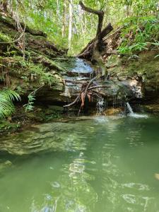 a creek with a waterfall in the middle of a forest at Chalé Beija Flor, venha viver essa experiência!! in Sao Jorge