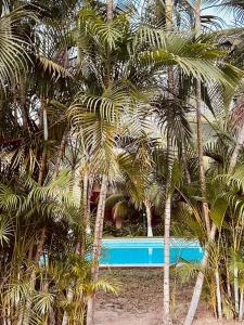 um grupo de palmeiras em frente a uma piscina em CASA HUELLAS EN LA ARENA em Ixtapa