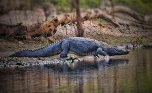 a large alligator walking on the shore of a body of water at Hotel Town View in Sauraha