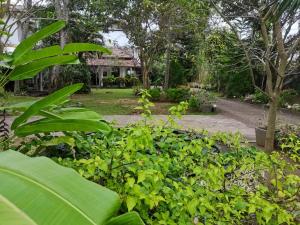 un jardín con plantas verdes y una carretera en Seyara Holiday Resort, en Polonnaruwa