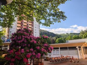 a tree with pink flowers in front of a building at Familien Apartmenthotel Panoramic in Bad Lauterberg