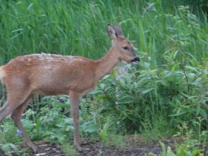Tiere in der Ferienwohnung oder in der Nähe