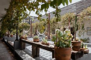 un jardin avec des plantes en pot sur une table dans l'établissement Casa Lomah Hotel, à Mexico