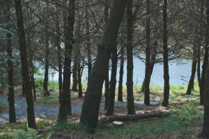 Gallery image of Raven Yurt - Yurtopia in Aberystwyth