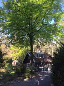 een grote boom voor een huis bij Het Veenhuisje in Norg