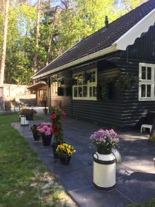 een groep potplanten op een patio voor een huis bij Het Veenhuisje in Norg +21 foto's