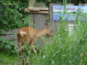 Tiere in der Ferienwohnung oder in der Nähe