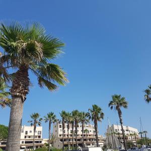 een groep palmbomen voor een gebouw bij Magnifique 2 pièces vue port et mer in Cogolin