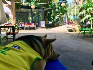 a dog is laying down on a blanket at Eden House & Coffee Con Dao in Con Dao