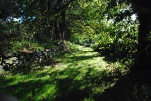 a tree lined path with a stone wall at The Long Barn in Skibbereen