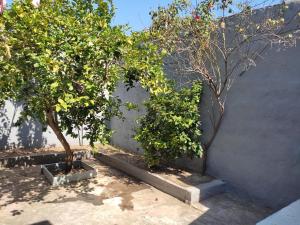 two trees in concrete planters next to a wall at Alojamiento Barrio Sur in Colonia del Sacramento