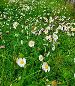 un campo di fiori bianchi nell'erba di Camping Pilzone a Iseo