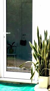 une plante en pot assise devant une porte dans l'établissement Dèpendance immersa tra gli ulivi, à Cologna