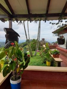 Zahrada ubytování Finca Hotel alto de la gloria Filandia La tierra del encanto + 16 fotografií