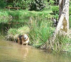 a dog is standing in the water in a pond at roulotte viticole in Xertigny