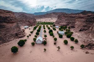 an aerial view of a group of trees in the desert at 26North Glamping in Al Ula