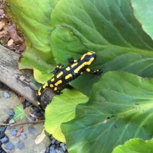 Fotografie z fotogalerie ubytování Chalet zum Salamander v destinaci Ilsenburg