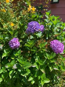 Afbeelding uit fotogalerij van Cabanas Klenner in Puerto Varas +28 foto's