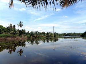 a view of a body of water with palm trees at Houseboat cruise in the backwaters of Kerala. in Kottayam