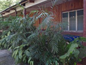 Jardín al aire libre en Guest house Posada Ixchel