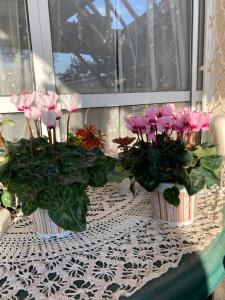 two vases filled with pink flowers on a table at Rahel’s Home in Beer Sheva