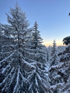 a group of snow covered trees on a mountain at Woodside Apartment 431, Kopaonik - One separate bedroom 35m2- FREE Parking & SPA in Kopaonik