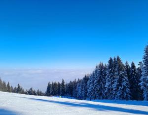 uma encosta coberta de neve com árvores ao fundo em Flora Ski-slope Studio Apartment em Borovets