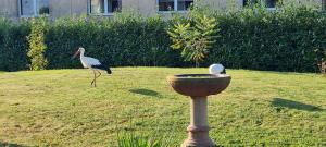 a bird standing next to a bird bath in a yard at Maison d'hôtes Sainte Hune Appartements in Hunawihr