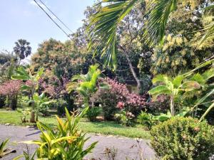 a garden in front of a house with trees at Gecko Village in Kampot