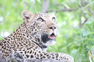 a leopard with its tongue out sitting on a rock at Karongwe Portfolio - Kuname Lodge in Hoedspruit