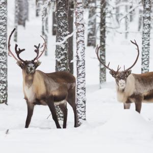 a group of deer standing in the snow at Economy Lomailevi in Levi