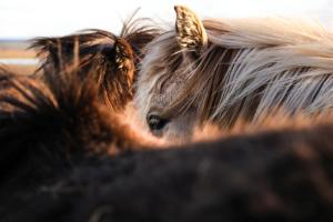 a group of horses standing next to each other at Economy Lomailevi in Levi