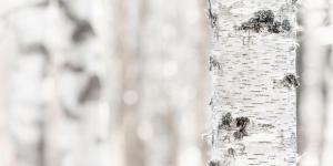 a close up of a white birch tree at Economy Aarakka in Levi