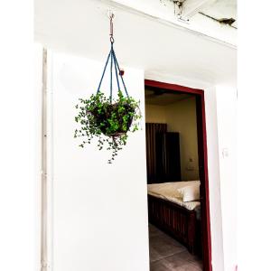 a hanging plant in a room with a bed at Nature Villa Kochi in Alwaye