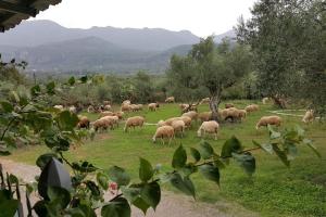 una manada de ovejas pastando en un campo de hierba en Villa Evelina en Kalamata