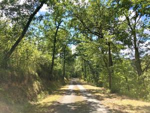 una strada sterrata con alberi su entrambi i lati di Chateau de la Coutere a Saint-Laurent