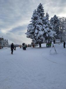 a group of people standing around a snow covered tree at Luxury apartments Prežin in Pohorje