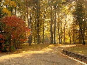 a path in a park with trees and autumn leaves at Leśna Przystań in Iława