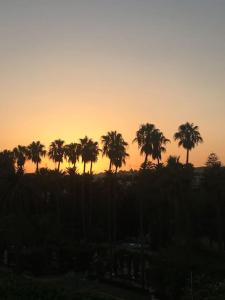 a group of palm trees in front of a sunset at Apartamento céntrico con vistas in Melilla