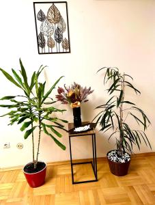 three plants in pots sitting on a table in a room at Vintage Bucharest apartment in Bucharest