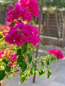 Imagen de la galería de Villa Oleander Agios Nikolaos Loutra Edipsou, en Loutra Edipsou