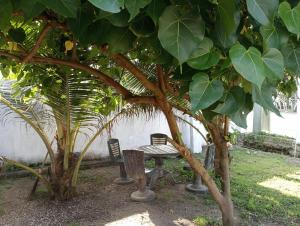 Ein Garten an der Unterkunft Surf Forever