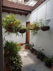 ein Raum voller Topfpflanzen in der Unterkunft Big House Medellin in Medellín