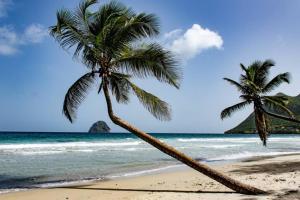 due palme su una spiaggia con l'oceano di Kay Agapi - Apt T3 sur la plage - Diamant a Le Diamant